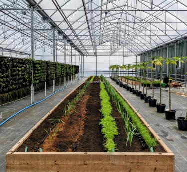 Salad, veg and herbs growing in raised beds and vertical planters in a huge plant nursery